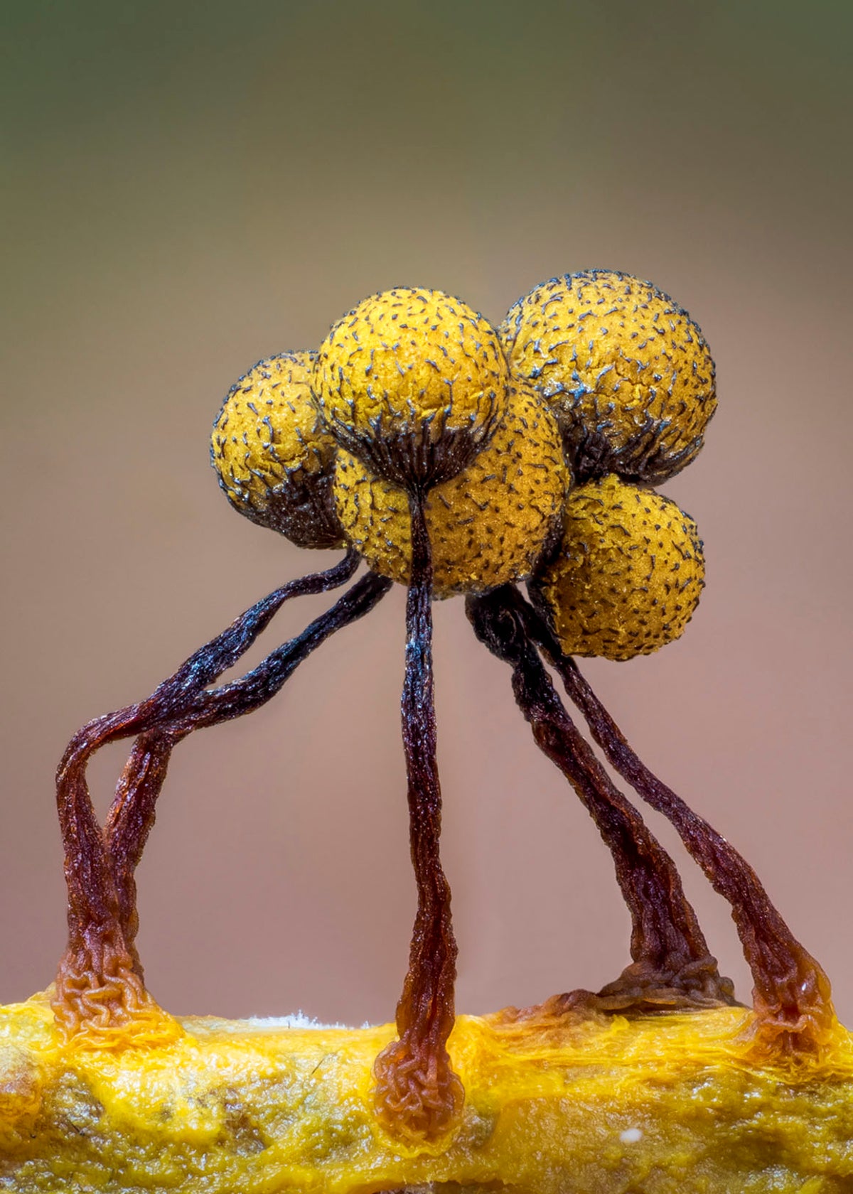 see-the-bizarre-fruiting-bodies-of-slime-molds-scientific-american